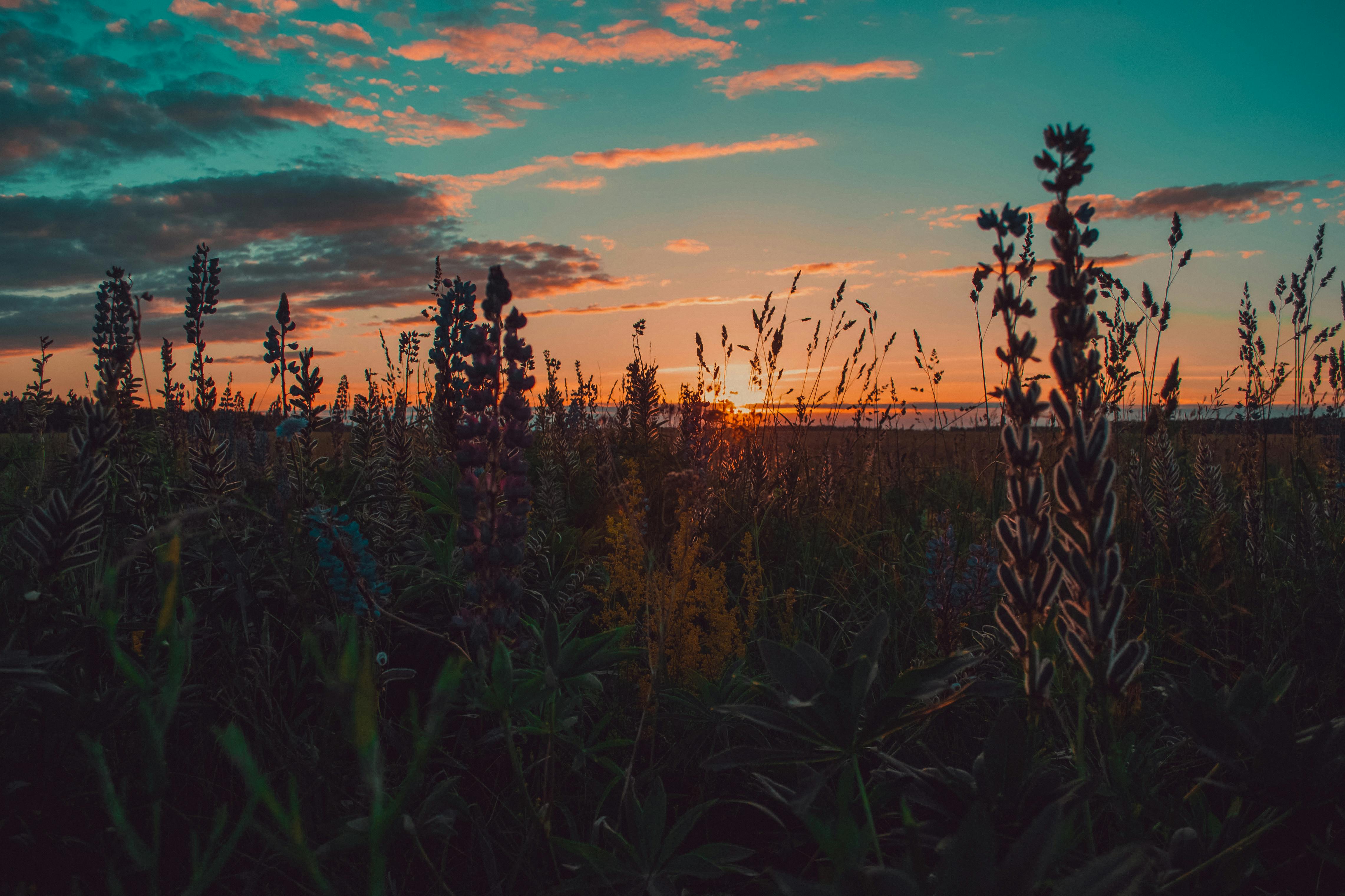 Nature
